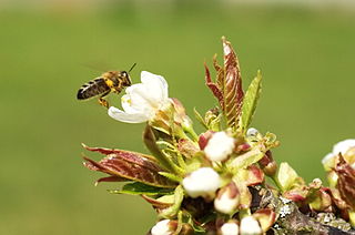 Ett bi pollinerar en äppelblomma. Foto: Thomas Zimmermann (THWZ), Wikimedia Commons